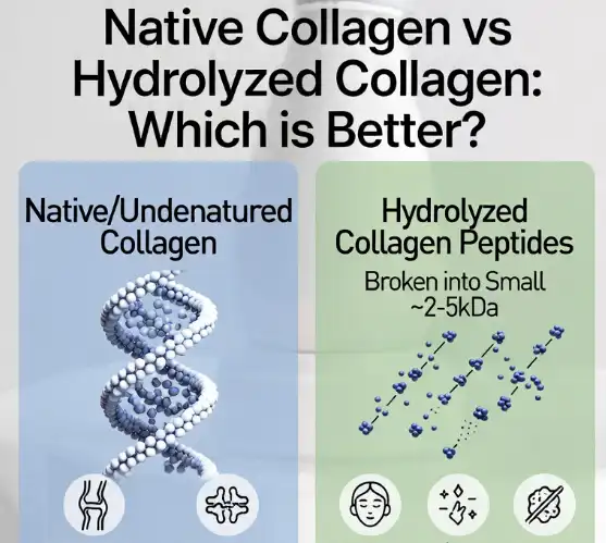Native Collagen Powder vs Hydrolyzed Collagen: Which Is Better for You?